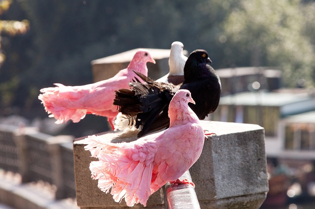 柯洁与亚运 柯洁与亚运