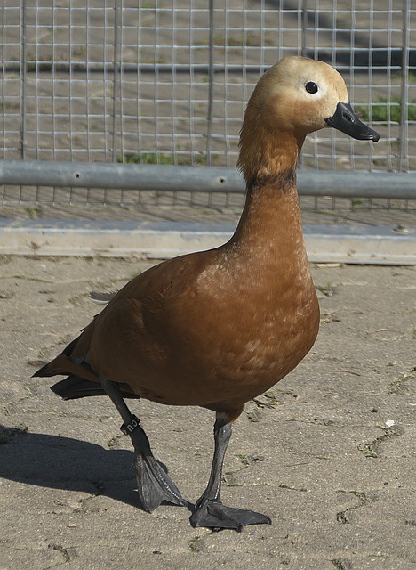 AC米兰还